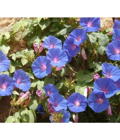 Prunkwinde -Haus Pflanzen Welt 8824674 WE MO 001 IpomoeaTricolorPixabay