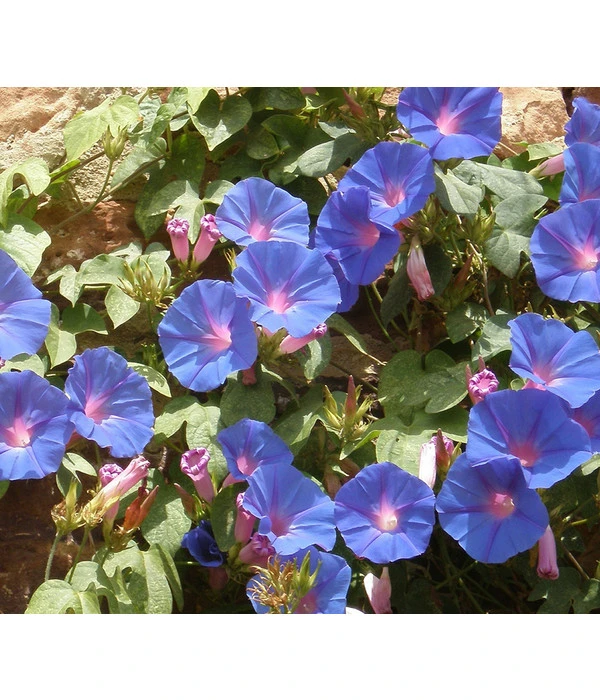 Prunkwinde 6 Prunkwinde – Bild 4