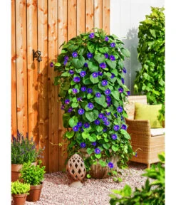 Prunkwinde 11 Prunkwinde -Haus Pflanzen Welt 8824674 WE MO 001 PrunkwindeIpomeaTricolorT13