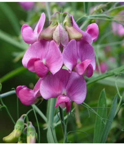 Duftwicke -Haus Pflanzen Welt 8824914 WE DE 001 LathyrusOdoratusRosaPixabay