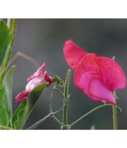 Duftwicke -Haus Pflanzen Welt 8824914 WE DE 002 LathyrusOdoratusRotPixabay