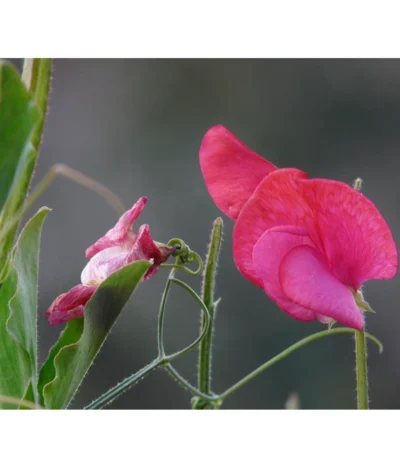 Duftwicke -Haus Pflanzen Welt 8824914 WE DE 002 LathyrusOdoratusRotPixabay