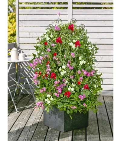 Duftwicke -Haus Pflanzen Welt 8824914 WE MO 001 LathyrusOdoratusPlatterbseT13