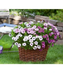 Kapkörbchen, Verschiedene Farben -Haus Pflanzen Welt 8825556 WE FS 001 KapkoerbchenSlOsteospermumEckl