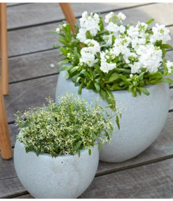 Levkoje, Verschiedene Sorten -Haus Pflanzen Welt 8826083 8823155 PR MO 001 LevkojeMatthiolaEuphorbiaDiamondFrostZauberschneeOlafSzcepaniak 1