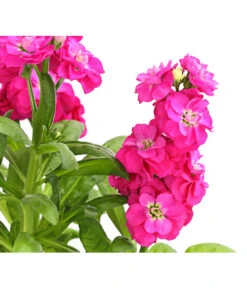 Levkoje, Verschiedene Sorten -Haus Pflanzen Welt 8826083 WE DE 001 MatthiolaLevkojeDehnerExpressHerzig