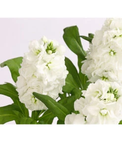 Levkoje, Verschiedene Sorten -Haus Pflanzen Welt 8826083 WE DE 002 MatthiolaLevkojeDehnerExpressHerzig