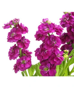 Levkoje, Verschiedene Sorten -Haus Pflanzen Welt 8826083 WE DE 003 MatthiolaLevkojeDehnerExpressHerzig