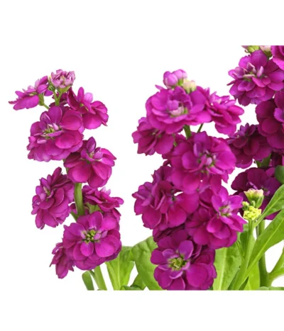 Levkoje, Verschiedene Sorten -Haus Pflanzen Welt 8826083 WE DE 003 MatthiolaLevkojeDehnerExpressHerzig