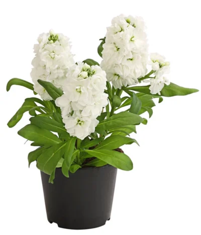 Levkoje, Verschiedene Sorten -Haus Pflanzen Welt 8826083 WE FS 002 MatthiolaLevkojeDehnerExpressHerzig