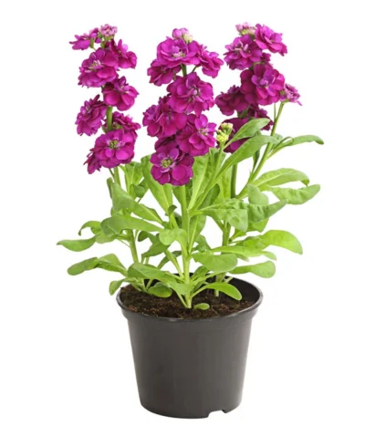 Levkoje, Verschiedene Sorten -Haus Pflanzen Welt 8826083 WE FS 003 MatthiolaLevkojeDehnerExpressHerzig