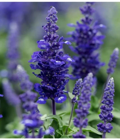 Mehlsalbei -Haus Pflanzen Welt 8826190 PR DE 001 SalviaFarinaceaMehlsalbeiLucknerJuni2015