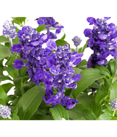 Mehlsalbei -Haus Pflanzen Welt 8826190 PR DE 001 SalviafarinaceaeT12TDehnerExpressHerzig