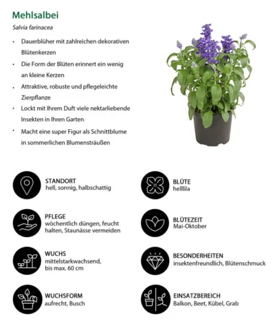 Mehlsalbei -Haus Pflanzen Welt 8826190 WE IG 001 SalviafarinaceaeT12DehnerExpressHerzig