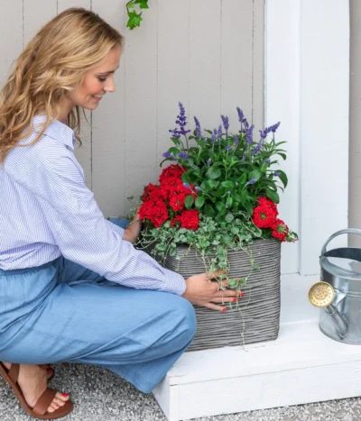 Silberregen -Haus Pflanzen Welt 8826190 WE MO 001 SalivaT12 RotBlau