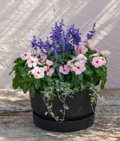 Silberregen 13 Silberregen -Haus Pflanzen Welt 8826190 WE MO 002 SalviafrainaceaSalbeiT12