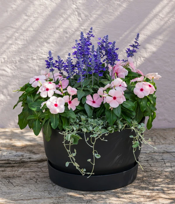 Silberregen 7 Silberregen – Bild 5