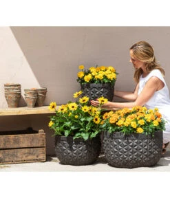 Studentenblume, Verschiedene Farben 21 Studentenblume, Verschiedene Farben -Haus Pflanzen Welt 8826323 8807091 8819146 8516635 WE MO 001 Studentenblume