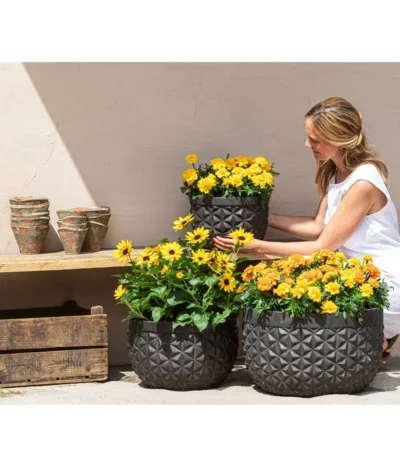 Studentenblume, Verschiedene Farben -Haus Pflanzen Welt 8826323 8807091 8819146 8516635 WE MO 001 Studentenblume