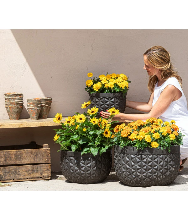 Studentenblume, Verschiedene Farben 9 Studentenblume, Verschiedene Farben – Bild 7