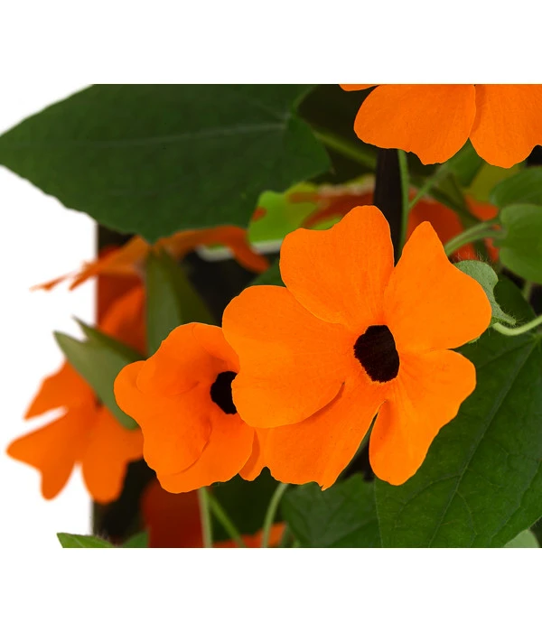 Schwarzäugige Susanne 7 Schwarzäugige Susanne – Bild 5