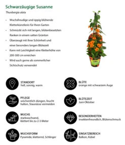 Schwarzäugige Susanne 10 Schwarzäugige Susanne -Haus Pflanzen Welt 8826505 WE IG 001 ThunbergiaOrangeT13