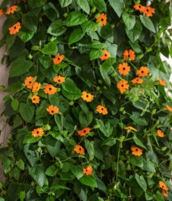 Schwarzäugige Susanne 9 Schwarzäugige Susanne -Haus Pflanzen Welt 8826505 WE MO 001 ThunbergiaAlataSchwarzaeugigeSusanneT13