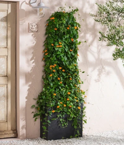 Schwarzäugige Susanne -Haus Pflanzen Welt 8826505 WE MO 002 ThunbergiaAlataSchwarzaeugigeSusanneT13