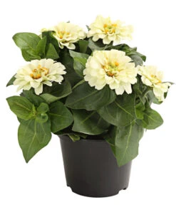 Zwergzinnie, Verschiedene Sorten -Haus Pflanzen Welt 8826778 WE FS 001 ZwergzinnieZinniaElegansT13WeissDehnerExpressHerzig