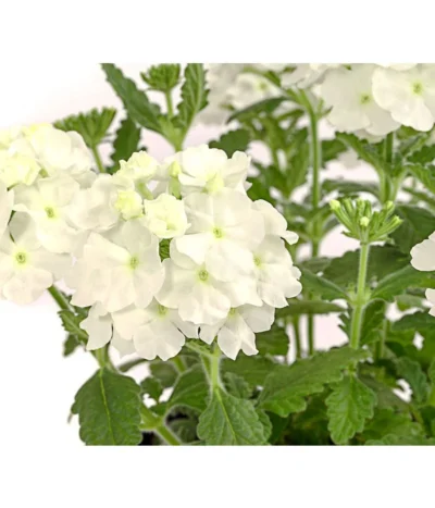 Eisenkraut, Verschiedene Farben -Haus Pflanzen Welt 8826828 PR DE 001 VerbenaEisenkrautMixT13DehnerExpressHerzig