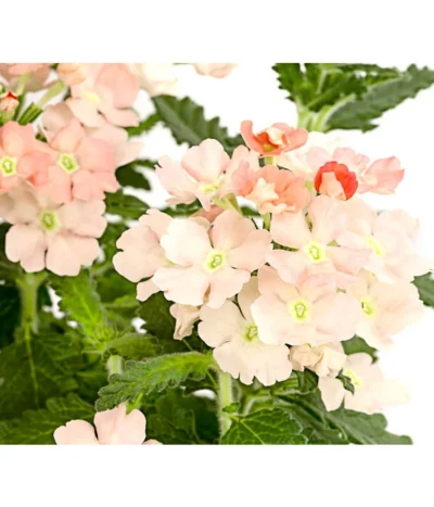 Eisenkraut, Verschiedene Farben -Haus Pflanzen Welt 8826828 PR DE 002 VerbenaEisenkrautMixT13DehnerExpressHerzig