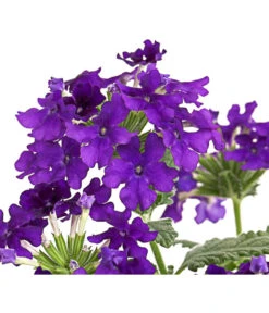 Eisenkraut, Verschiedene Farben 23 Eisenkraut, Verschiedene Farben -Haus Pflanzen Welt 8826828 PR DE 003 VerbenaEisenkrautMixT13DehnerExpressHerzig