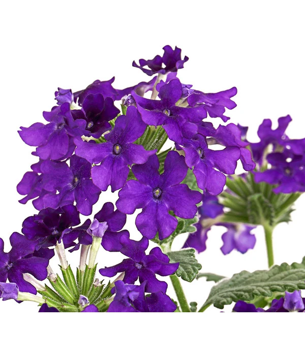 Eisenkraut, Verschiedene Farben 12 Eisenkraut, Verschiedene Farben – Bild 10