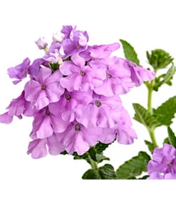 Eisenkraut, Verschiedene Farben 22 Eisenkraut, Verschiedene Farben -Haus Pflanzen Welt 8826828 PR DE 004 VerbenaEisenkrautMixT13DehnerExpressHerzig