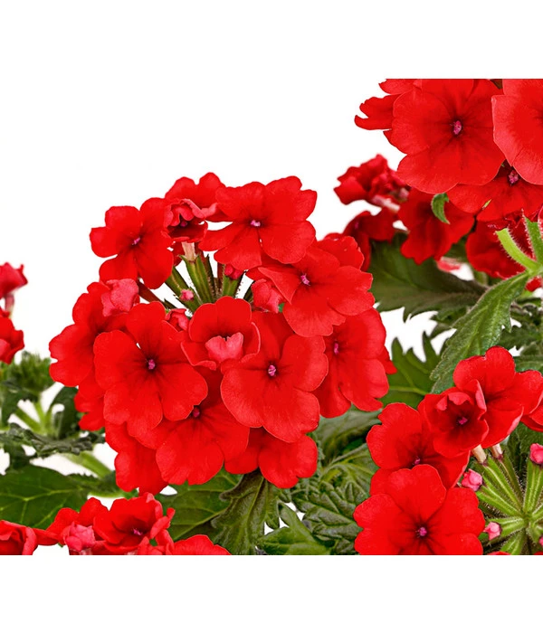 Eisenkraut, Verschiedene Farben 10 Eisenkraut, Verschiedene Farben – Bild 8