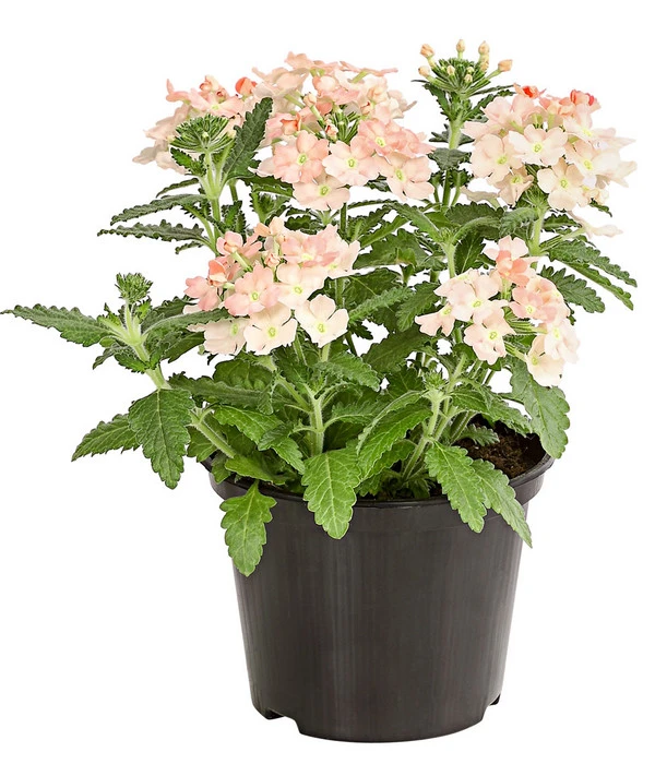 Eisenkraut, Verschiedene Farben 7 Eisenkraut, Verschiedene Farben – Bild 5