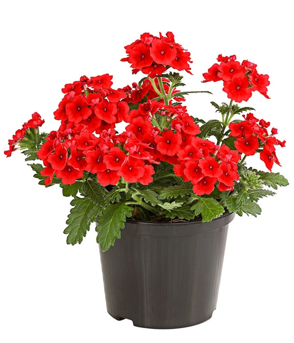 Eisenkraut, Verschiedene Farben 4 Eisenkraut, Verschiedene Farben – Bild 2