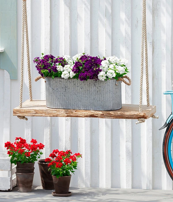 Eisenkraut, Verschiedene Farben 9 Eisenkraut, Verschiedene Farben – Bild 7