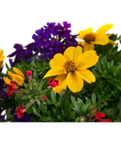 Pflanzenmix Trio Mio 9 Pflanzenmix Trio Mio -Haus Pflanzen Welt 8827016 WE DE 001 TrioMioT13