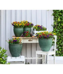 Pflanzenmix Trio Mio 8 Pflanzenmix Trio Mio -Haus Pflanzen Welt 8827016 WE MO 001 SommermixSommertrioTrioMioVerbenenBidens