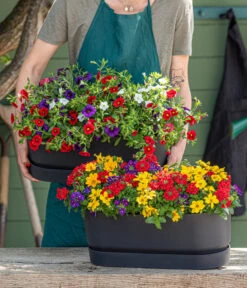 Pflanzenmix Trio Mio 7 Pflanzenmix Trio Mio -Haus Pflanzen Welt 8827016 WE MO 001 SommertrioTrioMio 1