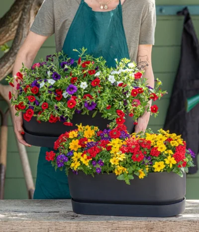 Pflanzenmix Trio Mio -Haus Pflanzen Welt 8827016 WE MO 001 SommertrioTrioMio 1