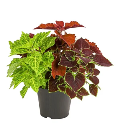 Buntnessel-Trio - Solenostemon Scutellarioides