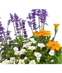 Pflanzen-Trio Sonnenglück -Haus Pflanzen Welt 8827131 PR DE 007 SommerMixT17SalivaFarinaceaTagetesCalibrachoaDehnerExpressHerzig