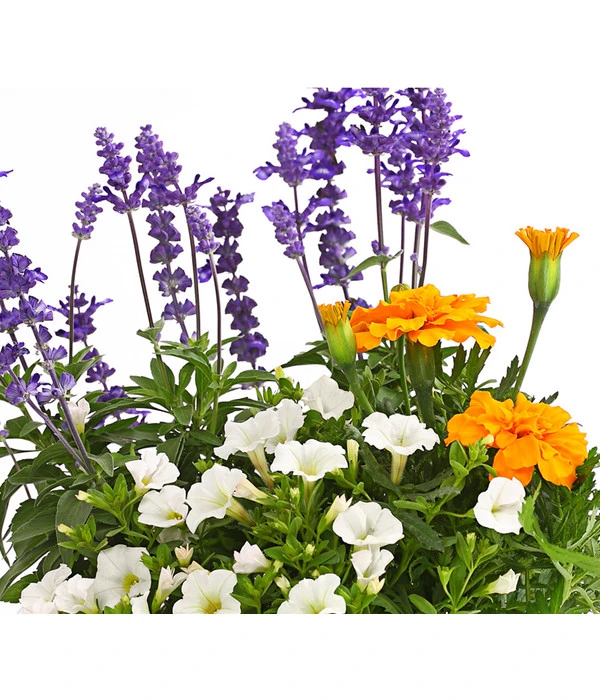 Pflanzen-Trio Sonnenglück – Bild 4