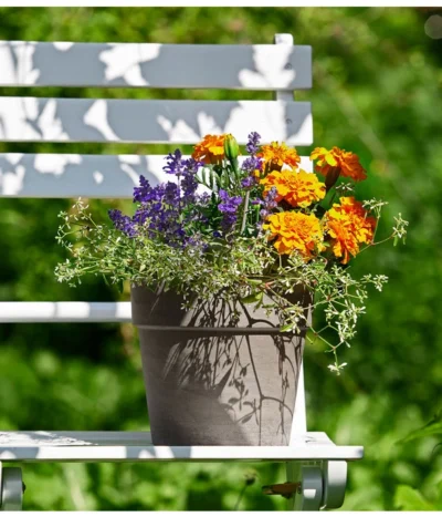 Pflanzen-Trio Sonnenglück -Haus Pflanzen Welt 8827131 PR MO 001 BL2019Sommermix