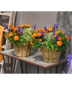 Pflanzen-Trio Sonnenglück -Haus Pflanzen Welt 8827131 WE MO 002 SommermixT17