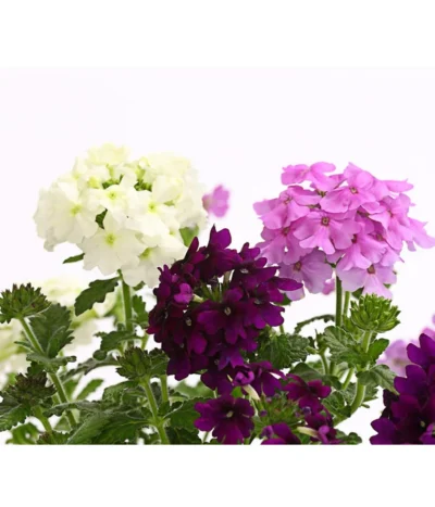 Eisenkraut-Trio -Haus Pflanzen Welt 8827388 WE DE 001 EisenkrautVerbenaHybrideTrioT13OWDehnerExpressHerzig