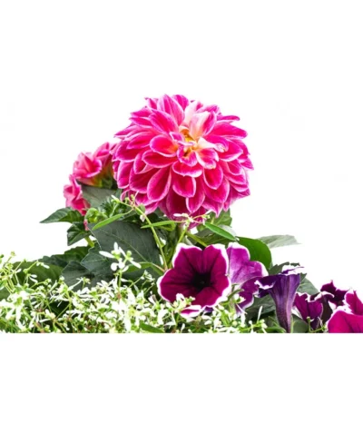 Pflanzen-Trio Sommerlaune -Haus Pflanzen Welt 8827404 WE DE 001 PflanzenTrioSommerlaune