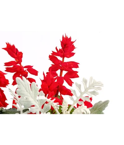 Pflanzen-Duo Feuersalbei Und Silberblatt -Haus Pflanzen Welt 8827545 PR DE 001 SaviaSenecioMixT13DehnerExpressHerzig